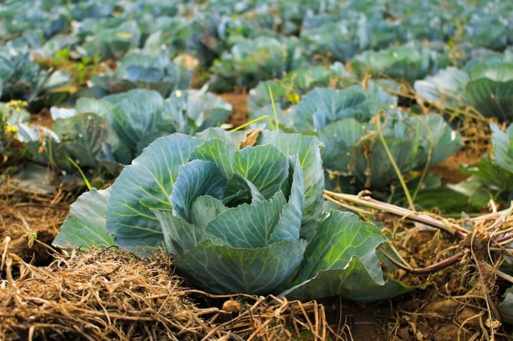 crops